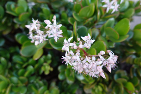 detail of jade tree flowers. flowering of money plant.の写真素材