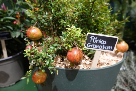 small pomegranate tree with potted fruit. pomegranate fruit for harvestingの写真素材
