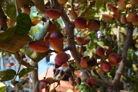 Pistachio tree with flowers and fruits. pistachio fruit in flowerの写真素材