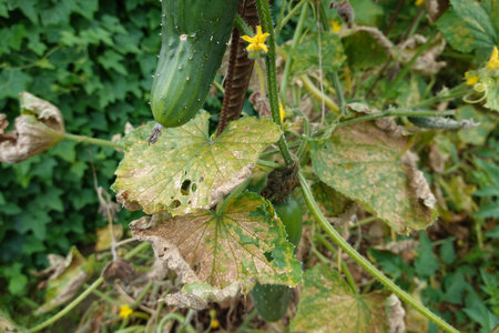 Unhealthy dry vegetable leaves with ripe cucumber due for harvest against green plants growing in natureの写真素材
