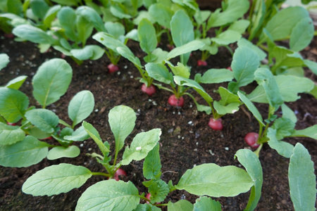 radish plants grown in line ready to harvest.の写真素材