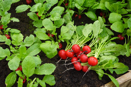 cultivation of radishes on a raised wooden bed with fertile soil. harvesting of organic radishes