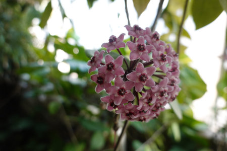 A pink flower with a green stem. The flower is the main focus of the imageの写真素材