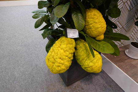 A plant with three lemons on it