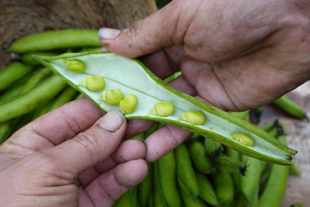 man opens pod of broad beans freshly harvested from the vegetable garden ready to eatの写真素材