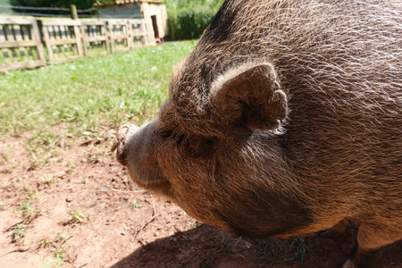 close-up Vietnamese pig, side face of pig on a sunny day on the farm