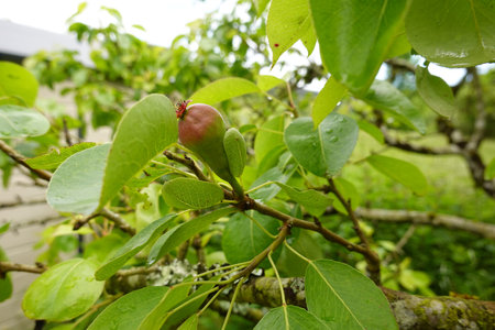 pear leaves with pear fruit growing on the treeの写真素材