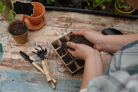 woman preparing a seedbed with fertile soil for sowing seeds in alveoli