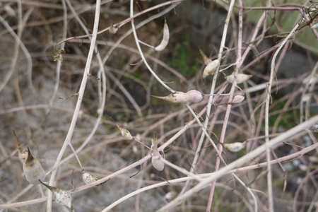capsules of radish plant with seeds inside, radish pods