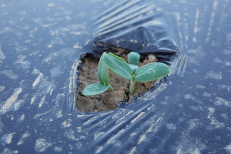 melon seed germinating in the vegetable garden under protective black plastic sheetingの写真素材