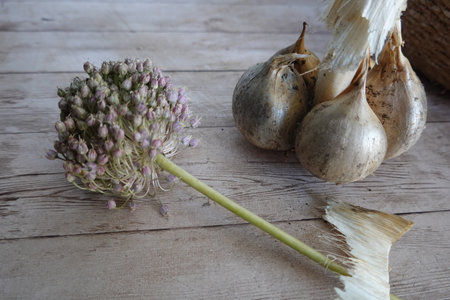 freshly harvested elephant garlic head with garlic flowerの写真素材