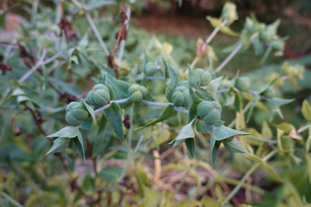 A detailed close-up of green seed pods growing on a spurge plant's spiky stems, with a blurred natural background.の写真素材