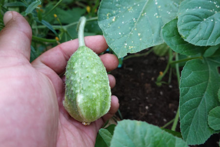 A close-up of a hand holding a small Antillean cucumber in a garden surrounded by green leaves.の写真素材