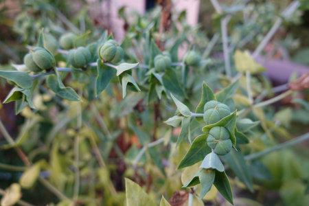 Detailed shot of a spurge plant showing clusters of green seed pods on its stems in a garden setting.の写真素材
