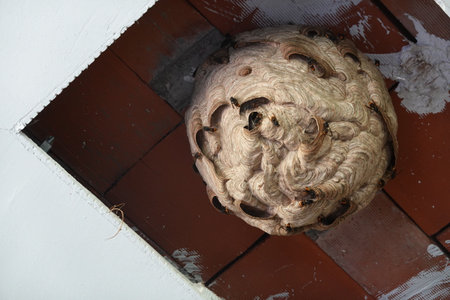 Close-up of an active Asian hornet nest in the ceiling of a neglected structure, with hornets visible.の写真素材