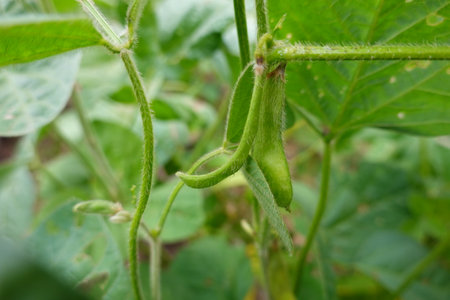 close-up of edamame bean pods. soybean crop next to flowers, fruit and leaves in vegetable gardenの写真素材
