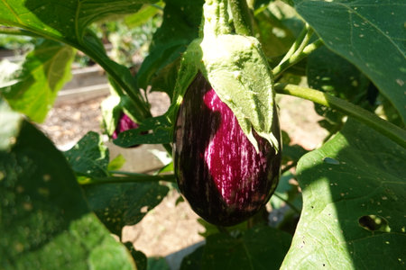 incredible fruit of eggplant grated with the first rays of sunshine. giant eggplant in the vegetable gardenの写真素材