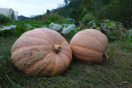two giant pumpkins on freshly harvested grass in the background the pumpkin plant with leavesの写真素材