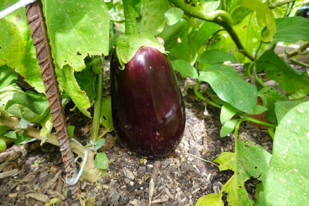 beautiful ripe purple eggplant on trellised eggplant plant in vegetable garden with mulchの写真素材