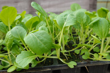 Tray of green plants in a nurseryの写真素材