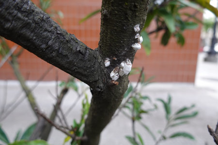 Close-up of a cottony cushion scale infestation on a tree branch, showing white scale insects...