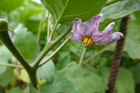 Detailed macro view of a purple eggplant flower with yellow center and green foliage in a garden.の写真素材
