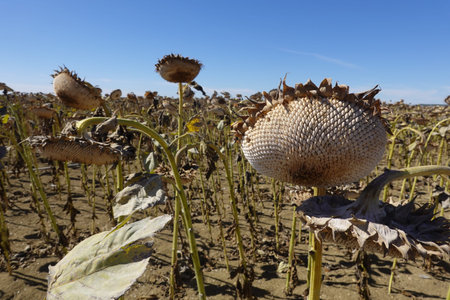 Sunflower field with prominent dried heads and withered stalks under a bright blue sky.の写真素材