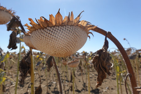 Close-up of a drooping sunflower head with visible seeds and withered leaves in a dry field.の写真素材
