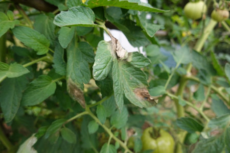 Close-up of tomato plant leaves affected by mildew, showing visible fungal damage and discoloration amidst healthy green foliage in a garden setting.の写真素材