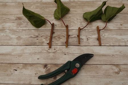 Kiwi cuttings arranged on a wooden table with pruning shears, ready for propagation, perfect for gardening enthusiasts nurturing new lifeの写真素材