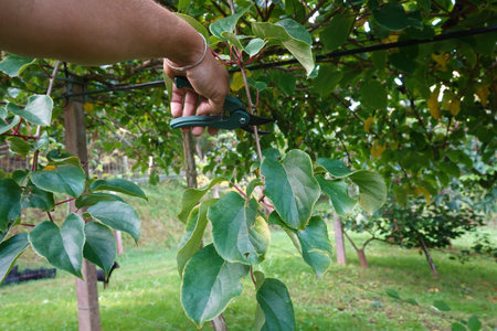 Farmer pruning actinidia arguta, commonly known as hardy kiwi, in an orchard, ensuring healthy...