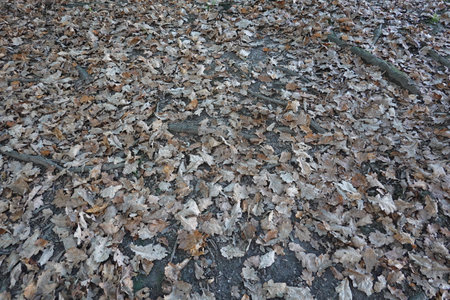 Fallen oak leaves and bare branches form a natural carpet on the forest floor, creating a beautiful autumnal scene in the woodsの写真素材