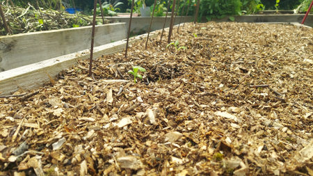 Small green sprouts emerging from wood chip mulch in a raised garden bed, illustrating sustainable...