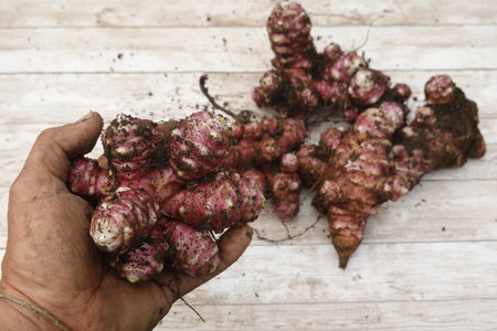 Farmer proudly displays a handful of freshly dug jerusalem artichoke tubers, showcasing the earthy bounty of their harvestの写真素材