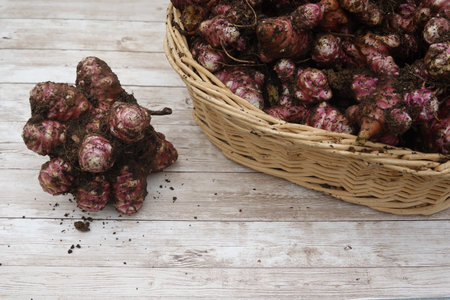 Freshly dug jerusalem artichokes, covered in soil, lie on a wooden table, some nestled in a wicker basket, ready for preparationの写真素材
