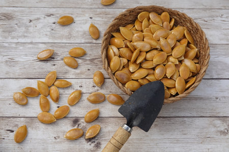 Pumpkin seeds ready for sowing displayed with a small trowel on a wooden table, embodying the essence of gardening preparationの写真素材