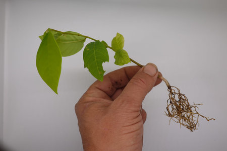 Hand holding a delicate seedling with a visible root system, showcasing new growth and readiness for plantingの写真素材