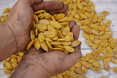 Hands holding numerous pumpkin seeds, preparing for sowing in the vibrant autumn season, highlighting the essence of agriculture and farmingの写真素材