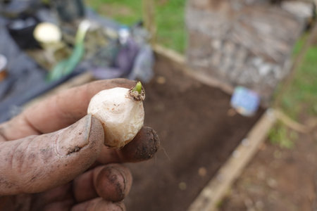 A sprouting tulip bulb held by soil-covered fingers, showing early signs of growth against a garden backgroundの写真素材