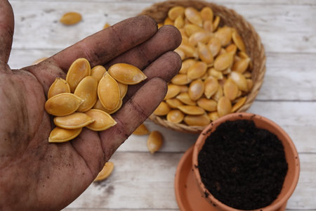 Gardener showing pumpkin seeds in hand, ready for sowing in terracotta pot with soil, on a white wooden tableの写真素材