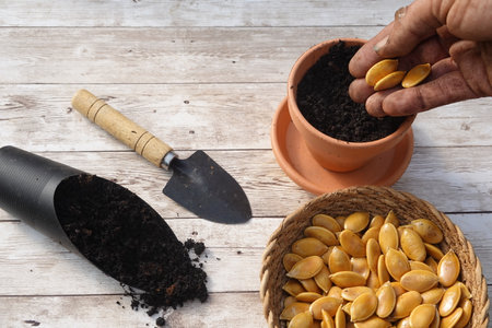 Gardener is sowing pumpkin seeds in a terracotta pot, using universal potting soil, with a small shovel and a basket full of seeds on a wooden tableの写真素材