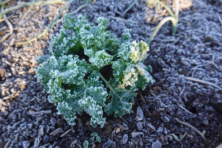 Close-up of a frost-covered kale plant growing in a winter vegetable garden, demonstrating resilience and cold hardinessの写真素材