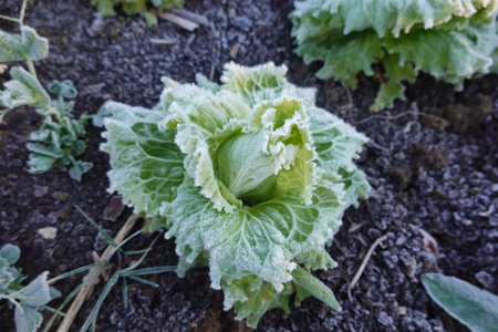 Close-up of a butterhead lettuce covered in frost growing in a winter garden, demonstrating the effects of cold temperatures on cropsの写真素材