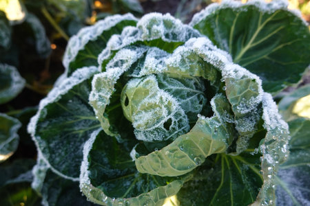 Close-up of a cabbage plant covered in frost, highlighting the delicate ice crystals on its leaves in a winter gardenの写真素材