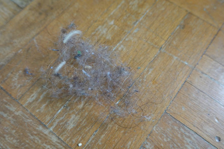 Dust bunnies, hair, and debris gather on a wooden floor, highlighting the need for regular cleaningの写真素材