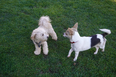 Small white and brown dog and a fluffy beige dog are meeting and playing together on a green grass...