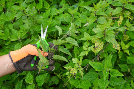 Hand wearing a protective glove holds freshly cut nettles while using scissors, showcasing the beauty of gardening and nature's bountyの写真素材