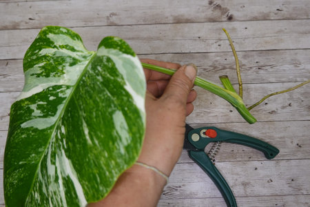 Gardener preparing a monstera albo variegata cutting for propagation on a wooden table
