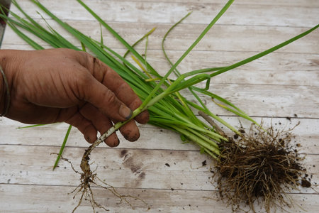 Gardener showing a perennial leek with roots lying on a wooden table, ready for planting or...