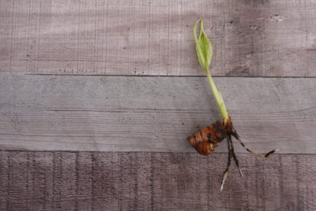Fresh turmeric rhizome showcasing a vibrant green sprout, nestled on a rustic wooden background,...